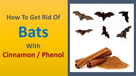 phenol spray for bats